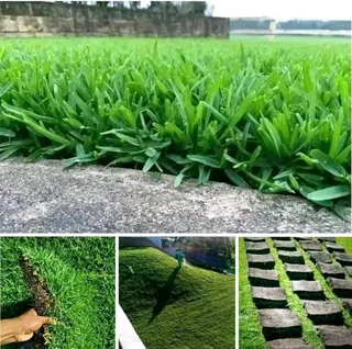 FRESH LAWN