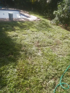 SELLING GRASS LAWN