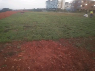 ALLSEASON GREEN GRASS