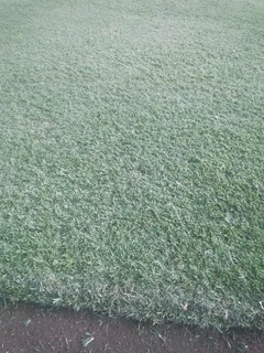 ALLSEASON GREEN GRASS