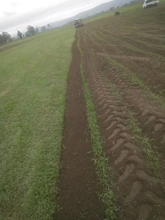 ALLSEASON GREEN GRASS