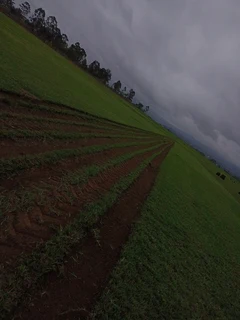 GREEN QUALITY FRESH LAWN