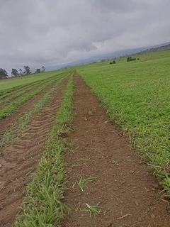 GREEN QUALITY FRESH LAWN