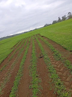 SELLING GREEN GRASS