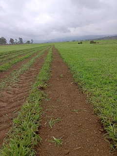 EVERGREEN GRASS LAWN