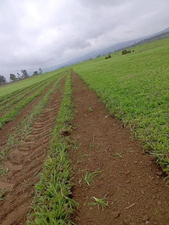 EVERGREEN GRASS LAWN