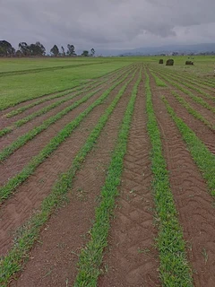 ALL SEASONS EVERGREEN GRASS