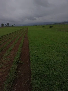 ALL SEASONS EVERGREEN GRASS