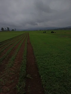 ALL SEASONS EVERGREEN GRASS