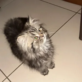 Doll Face Persian Kitten