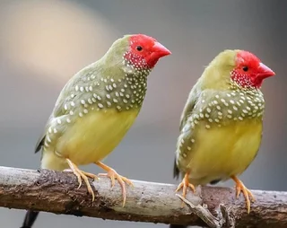 Starfinches - Ad posted by Jason Botha