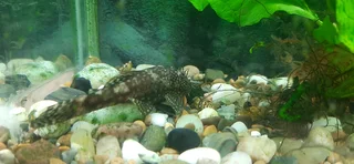 Adult male bristlenose