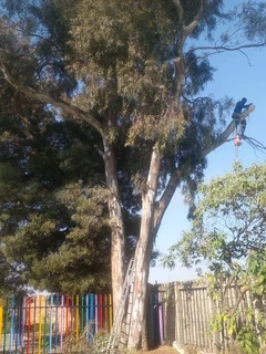 TREE FELLING, BOOMSLOPPING AND INSTANT LAWN