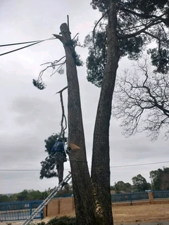 TREE FELLING AND PALM TREE CLEANING UP