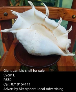 Giant lambis shell for sale.