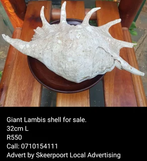 Giant lambis shell for sale.