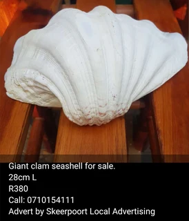 Giant lambis shell for sale.