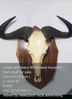 Large and heavy Wildebeest mounted horn skull for sale.63cm H x 63cm Lx 18cm W