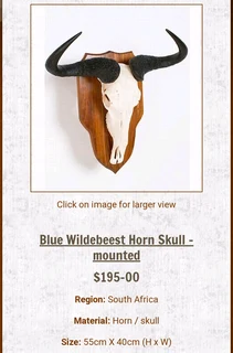 Large and heavy Wildebeest mounted horn skull for sale.63cm H x 63cm Lx 18cm W