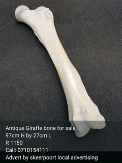 Antique Giraffe bone for sale.