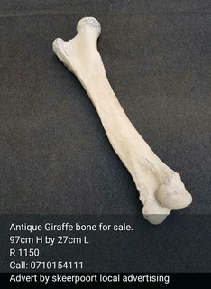 Antique Giraffe bone for sale.