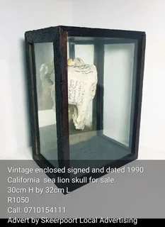 Vintage enclosed signed and dated 1990 California sea lion skull for sale