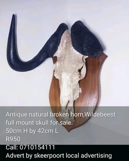 Antique natural broken horn, Wilderbeest full mount skull for sale