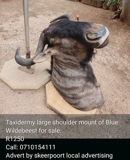 Taxidermy large shoulder mount of Blue wildebeest for sale