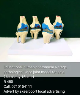 Antique Giraffe bone for sale