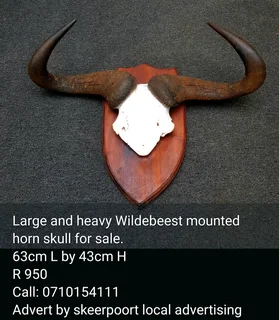 Vintage large and heavy Wildebeest mounted horn skull  for sale