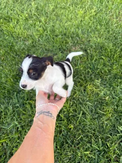 Puppies - Ad posted by Jacqueline Houston Mc Millan