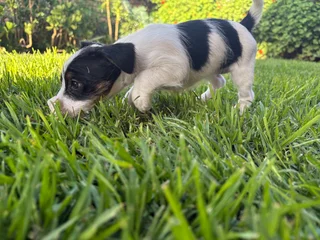 Puppies - Ad posted by Jacqueline Houston Mc Millan