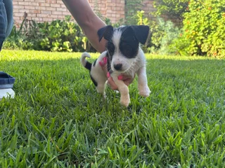 Puppies - Ad posted by Jacqueline Houston Mc Millan