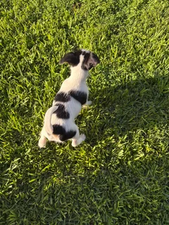 Puppies - Ad posted by Jacqueline Houston Mc Millan