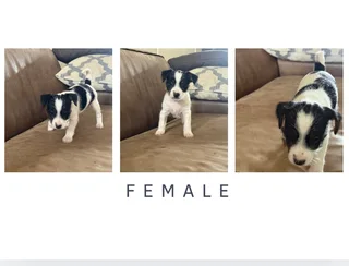 Puppies - Ad posted by Jacqueline Houston Mc Millan