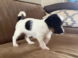 Puppies - Ad posted by Jacqueline Houston Mc Millan