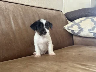 Puppies - Ad posted by Jacqueline Houston Mc Millan