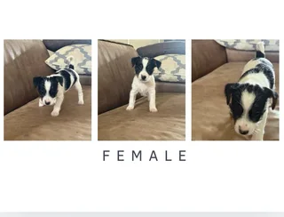 Jack Russle xBiewer Yorkie Puppies