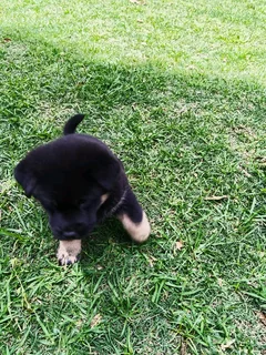 Labrador mix Chow Puppy