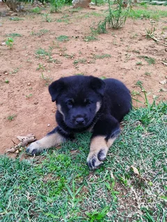 Labrador mix Chow Puppy
