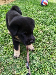 Labrador mix Chow Puppy