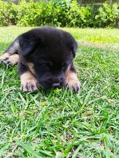 Labrador mix Chow Puppy