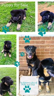 Labrador mix Chow Puppy