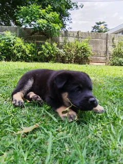 Labrador mix Chow Puppy