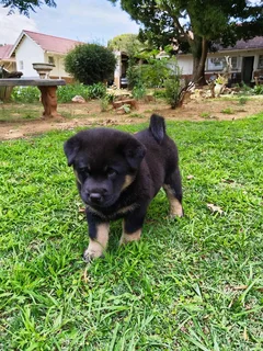 Labrador mix Chow Puppy