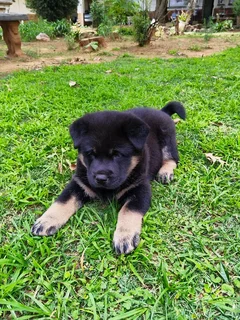 Labrador mix Chow Puppy