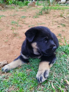 Labrador mix Chow Puppy