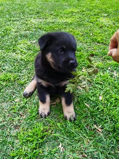 Labrador mix Chow Puppy