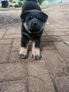Labrador mix Chow Puppy