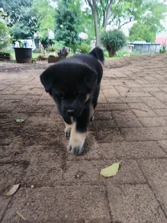 Labrador mix Chow Puppy